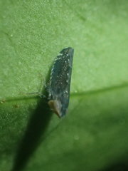 Scaphytopius loricatus