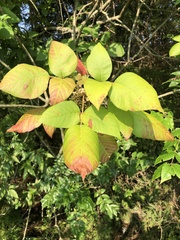 Toxicodendron radicans