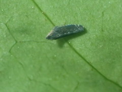 Scaphytopius loricatus