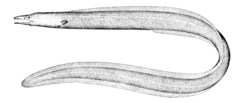 Muddy Arrowtooth Eel photo 1
