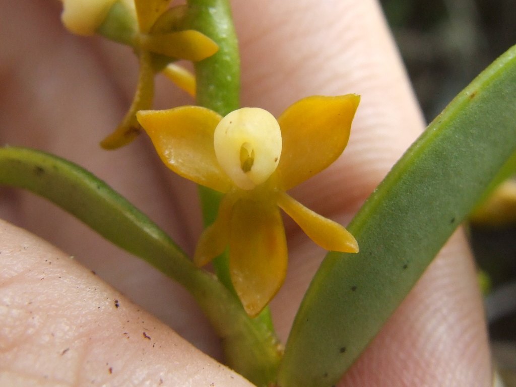 Epidendrum campylorhachis