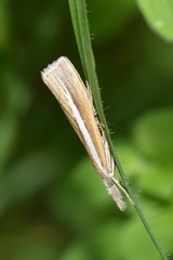 Agriphila selasella