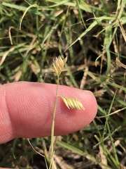 Bouteloua dactyloides