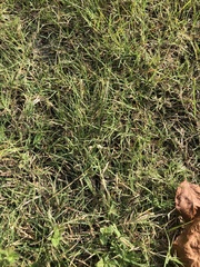 Bouteloua dactyloides