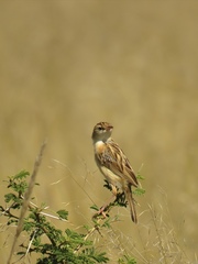 Cisticola aridulus
