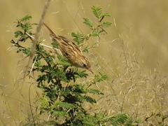 Cisticola aridulus