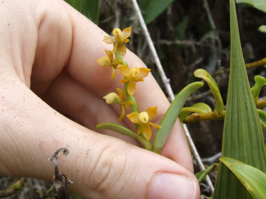 Epidendrum campylorhachis Hágsater & Dodson 2