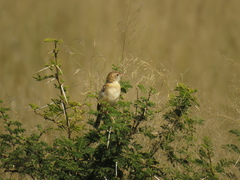 Cisticola aridulus