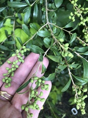 Ligustrum quihoui