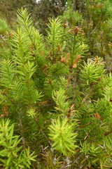 Podocarpus acutifolius