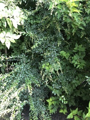 Ligustrum quihoui