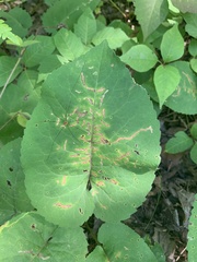 Scrobipalpula manierreorum