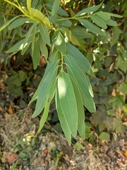 Vallesia