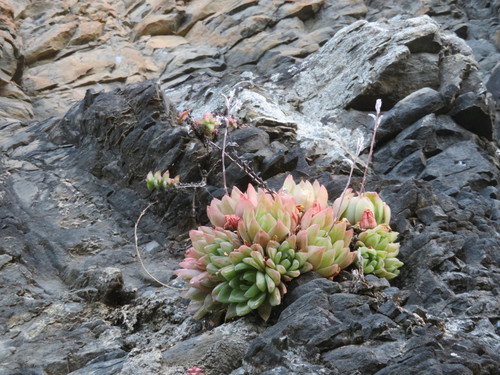 Haworthia cymbiformis (Haw.) Duval 4