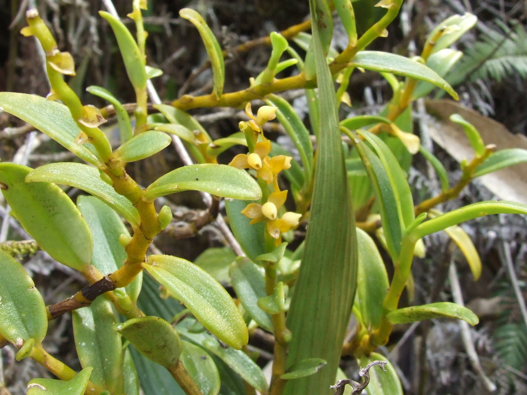 Epidendrum campylorhachis Hágsater & Dodson 3
