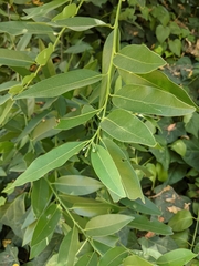 Vallesia