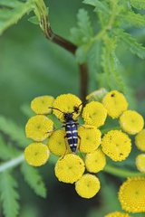 Typocerus sparsus