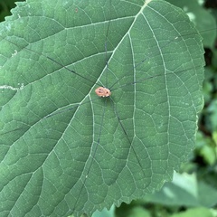 Leiobunum aldrichi
