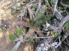Gasteria