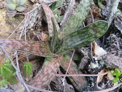 Gasteria