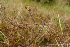 Gaultheria macrostigma