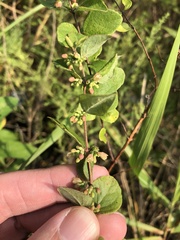 Symphoricarpos orbiculatus