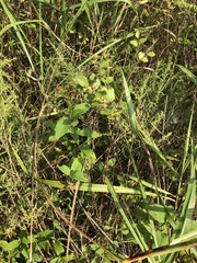 Symphoricarpos orbiculatus