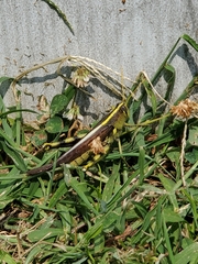 Schistocerca obscura