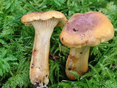 Cantharellus amethysteus