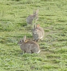 Oryctolagus cuniculus