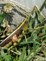 Schistocerca obscura