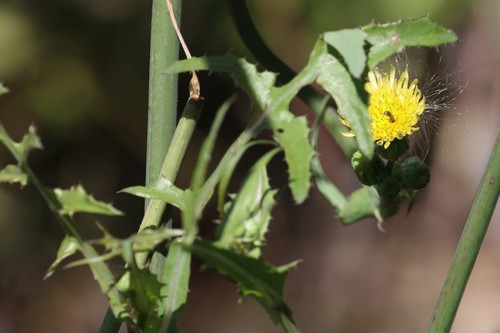 photo of Common Sow-thistle (Sonchus oleraceus)