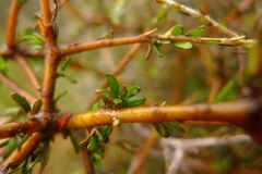 Pittosporum anomalum