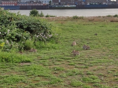 Oryctolagus cuniculus