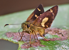 Dalla mesoxantha