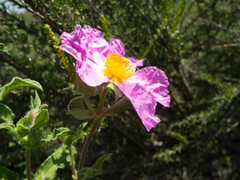 Cistus creticus