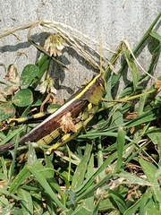 Schistocerca obscura