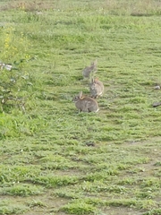 Oryctolagus cuniculus