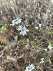 Hemizonia congesta