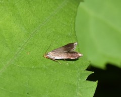 Anacampsis nonstrigella