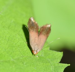 Anacampsis nonstrigella