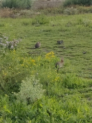 Oryctolagus cuniculus