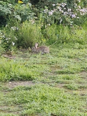 Oryctolagus cuniculus