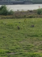 Oryctolagus cuniculus