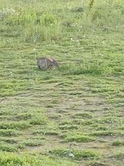 Oryctolagus cuniculus