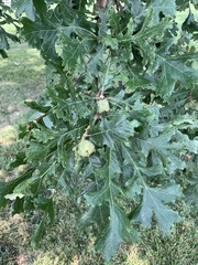 Quercus macrocarpa