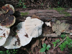 Trametes elegans