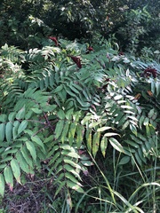 Rhus glabra
