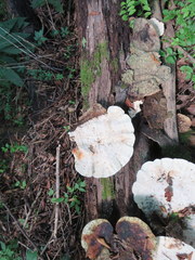 Trametes elegans
