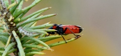 Lygaeus reclivatus